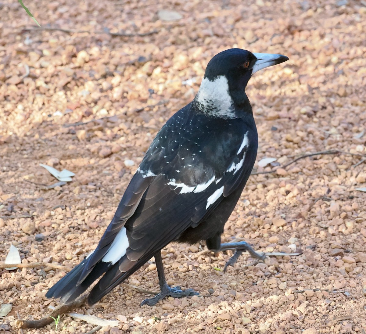 Australian Magpie (Western) - ML608813914