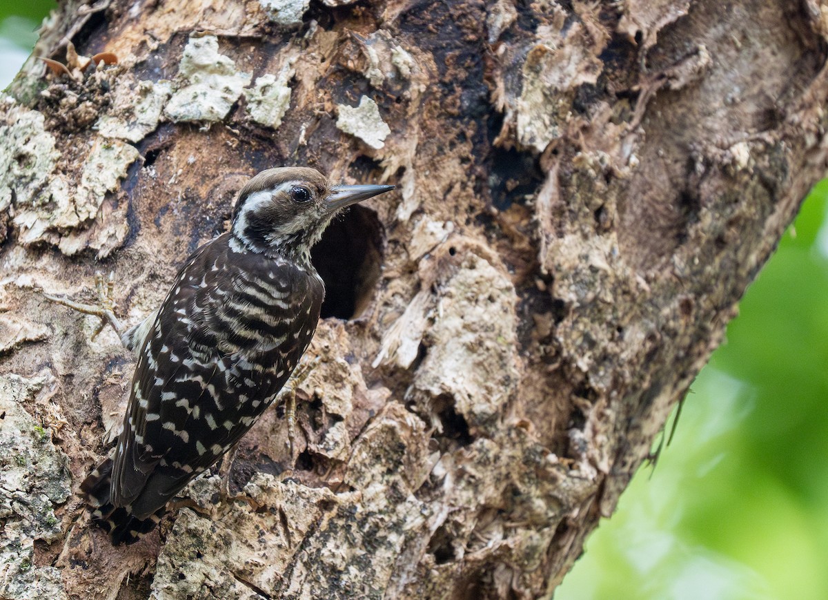 Philippine Pygmy Woodpecker - ML608814704