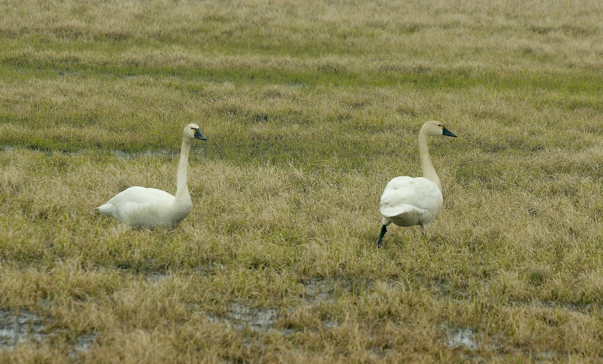 Tundra Swan (Whistling) - ML608814760