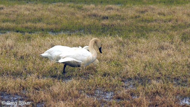 Tundra Swan (Whistling) - ML608814761