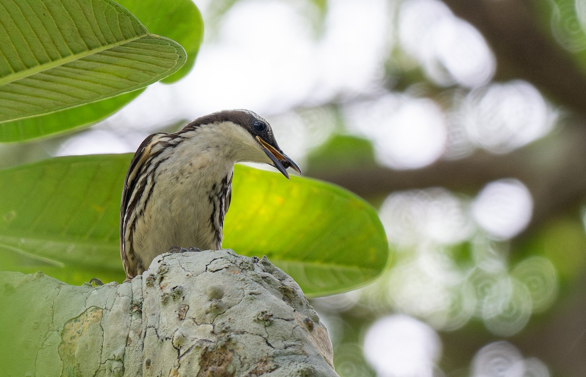 Stripe-sided Rhabdornis - Forest Botial-Jarvis