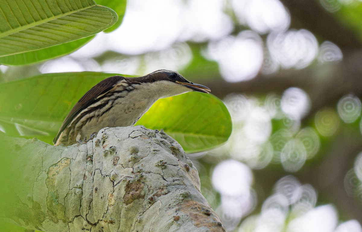 Stripe-sided Rhabdornis - Forest Botial-Jarvis