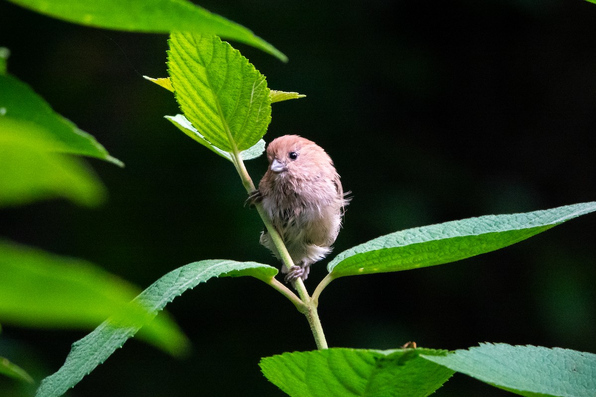 Vinous-throated Parrotbill - Faye Manning