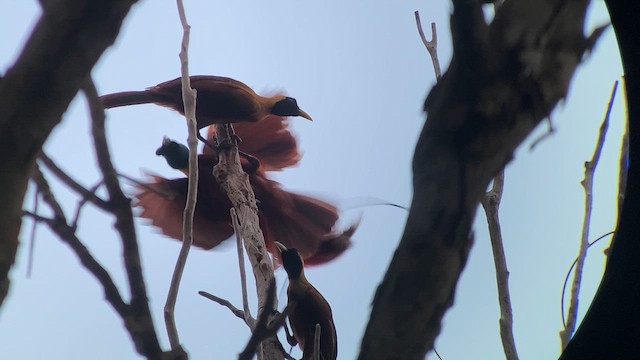Red Bird-of-Paradise - ML608815779