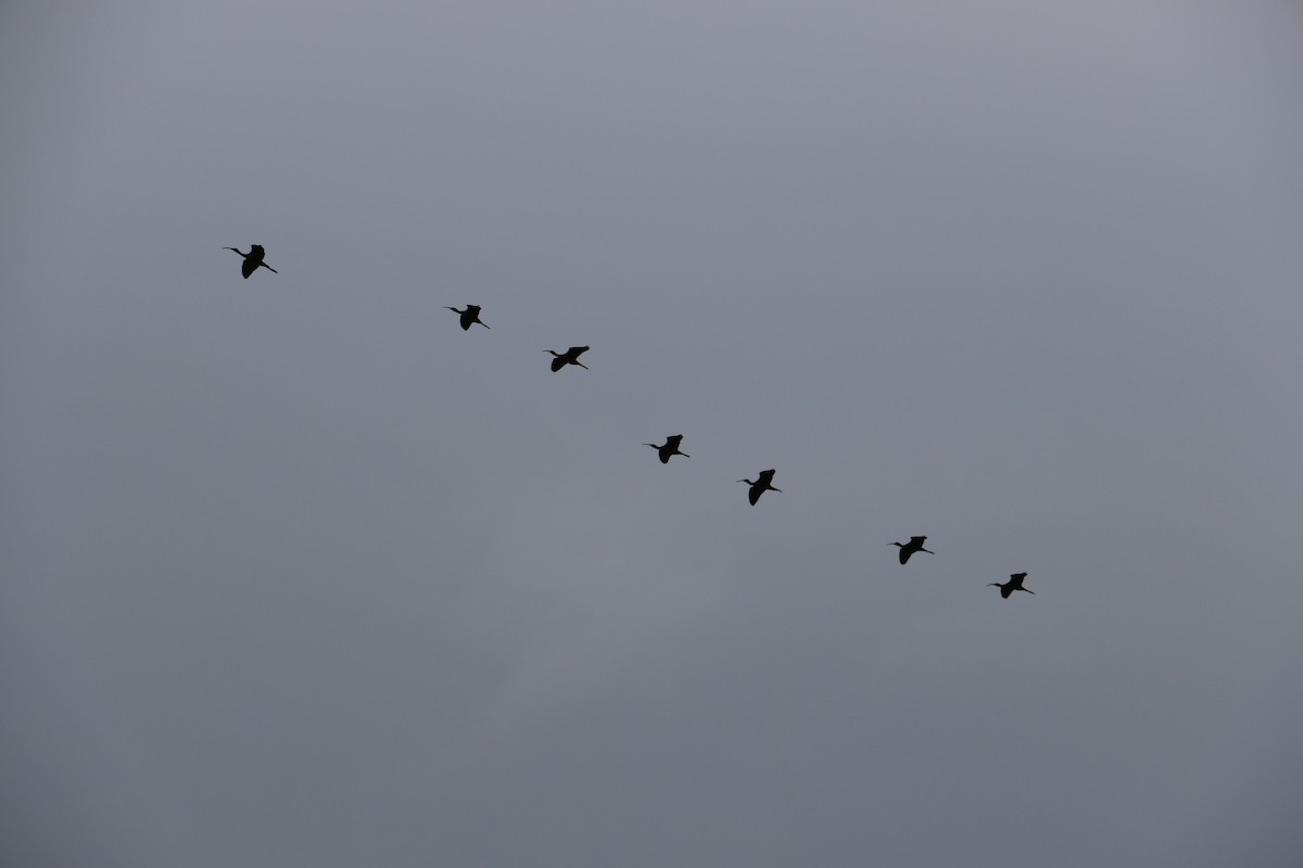 ibis hnědý - ML608815877