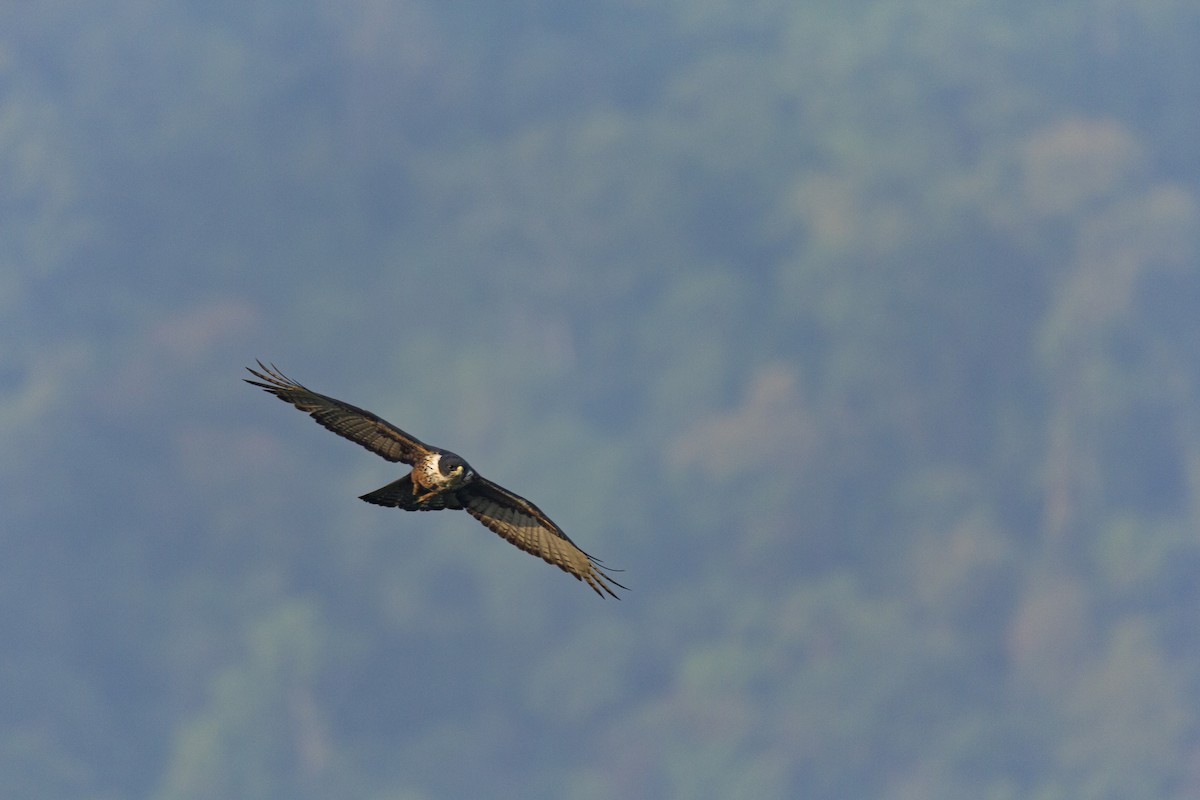 Rufous-bellied Eagle - ML608816097