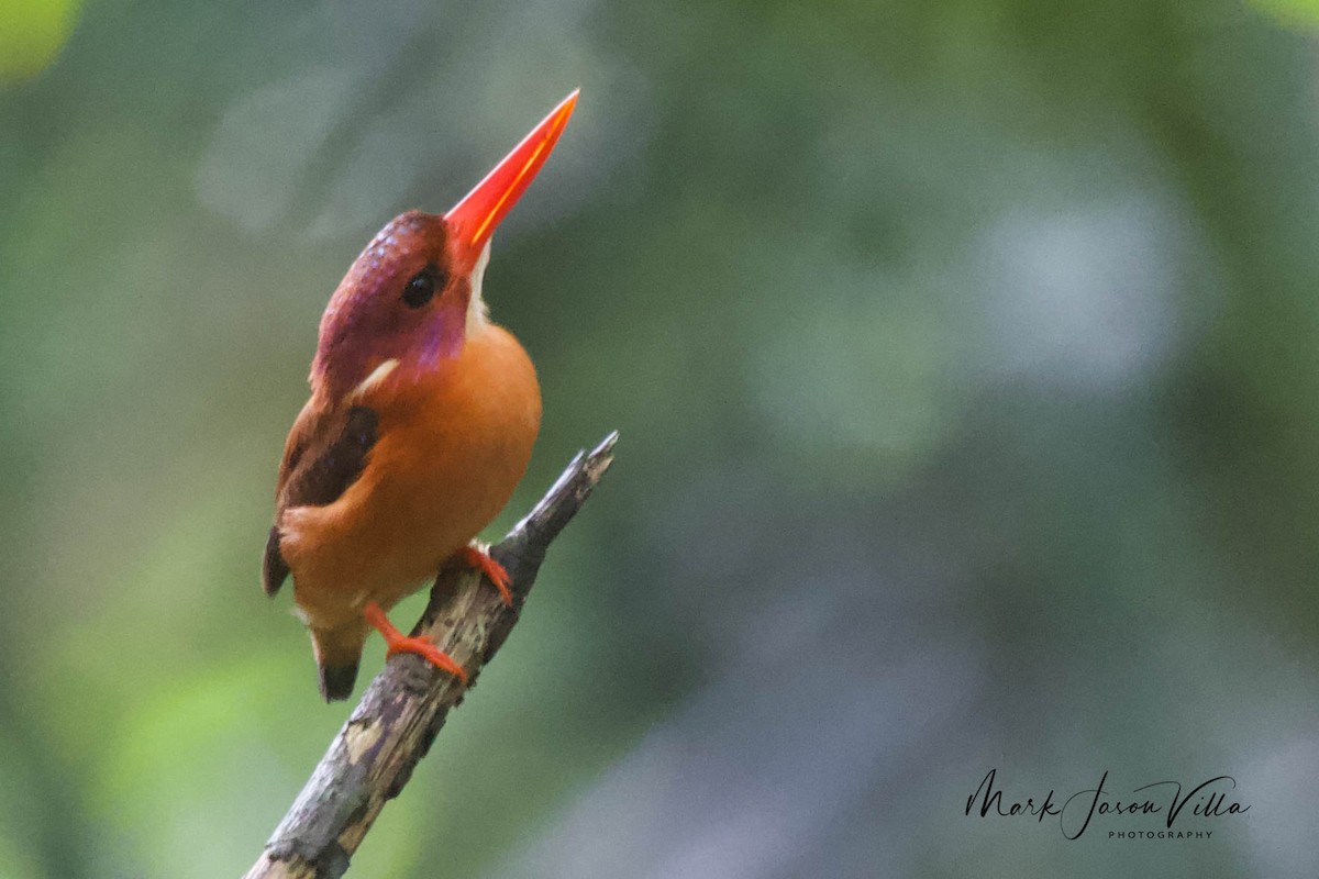 Sulawesi Dwarf-Kingfisher - Mark Villa