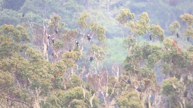 Papuan Mountain-Pigeon - ML608816390