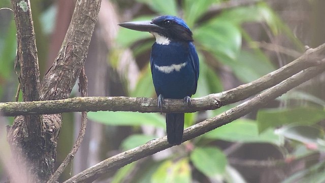 Blue-black Kingfisher - ML608816475