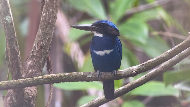 Blue-black Kingfisher - ML608816476