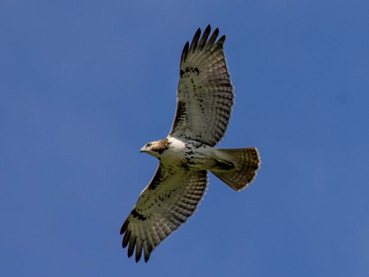 Red-tailed Hawk - ML608817062
