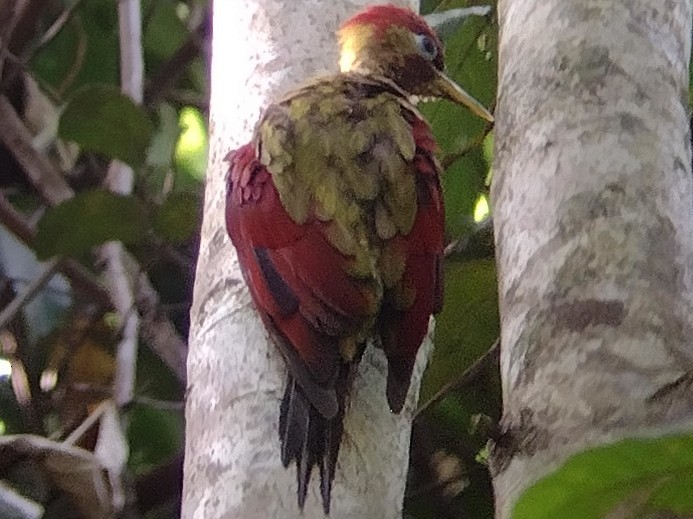 Crimson-winged Woodpecker - ML608817382