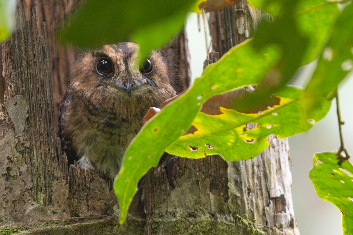 Vogelkop Owlet-nightjar - ML608817775