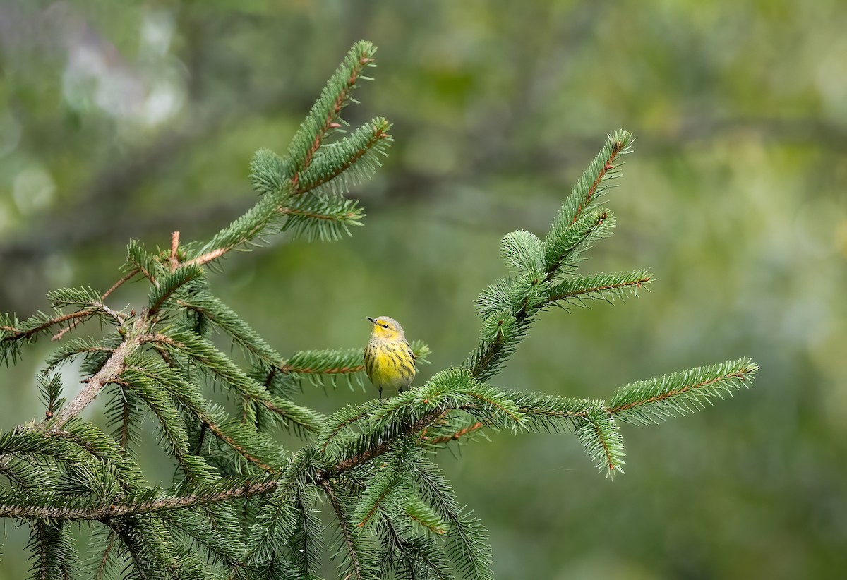 Cape May Warbler - ML608817841