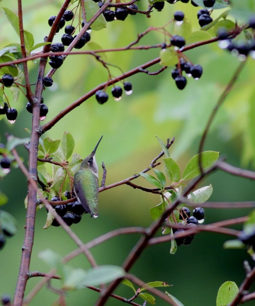 Ruby-throated Hummingbird - Jane Sender