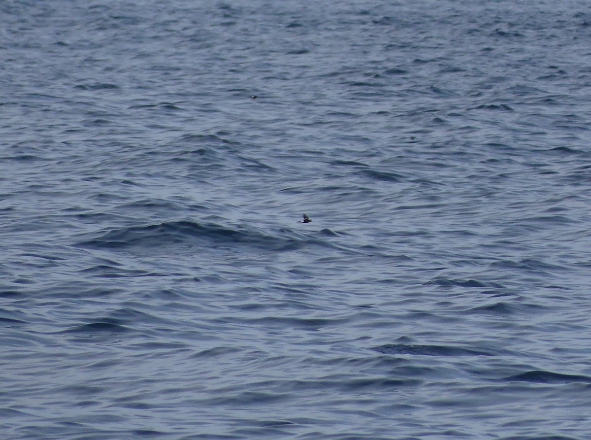 黃蹼洋海燕 - ML608818240