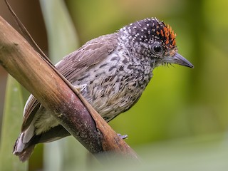  - Ocellated Piculet