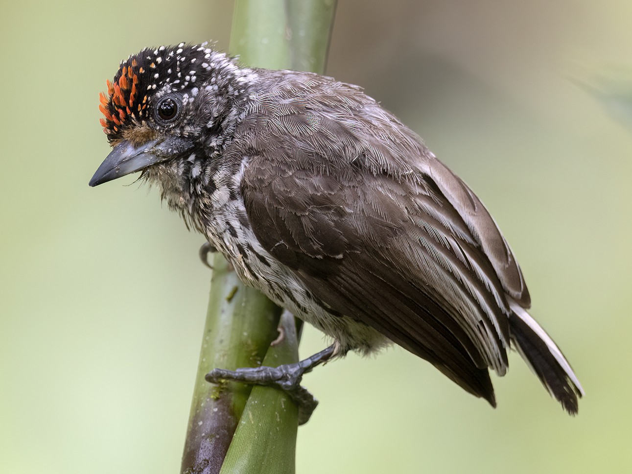 Ocellated Piculet - Andres Vasquez Noboa