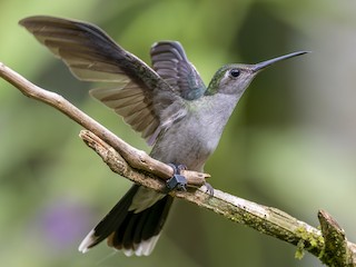 Gray-breasted Sabrewing - eBird