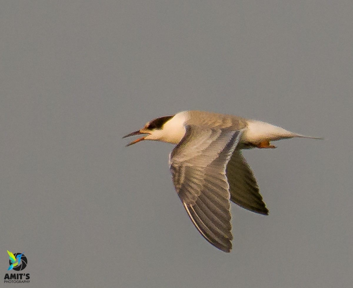 Common Tern - ML608818628