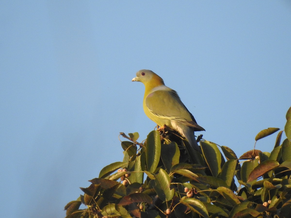 Yellow-footed Green-Pigeon - ML608818797