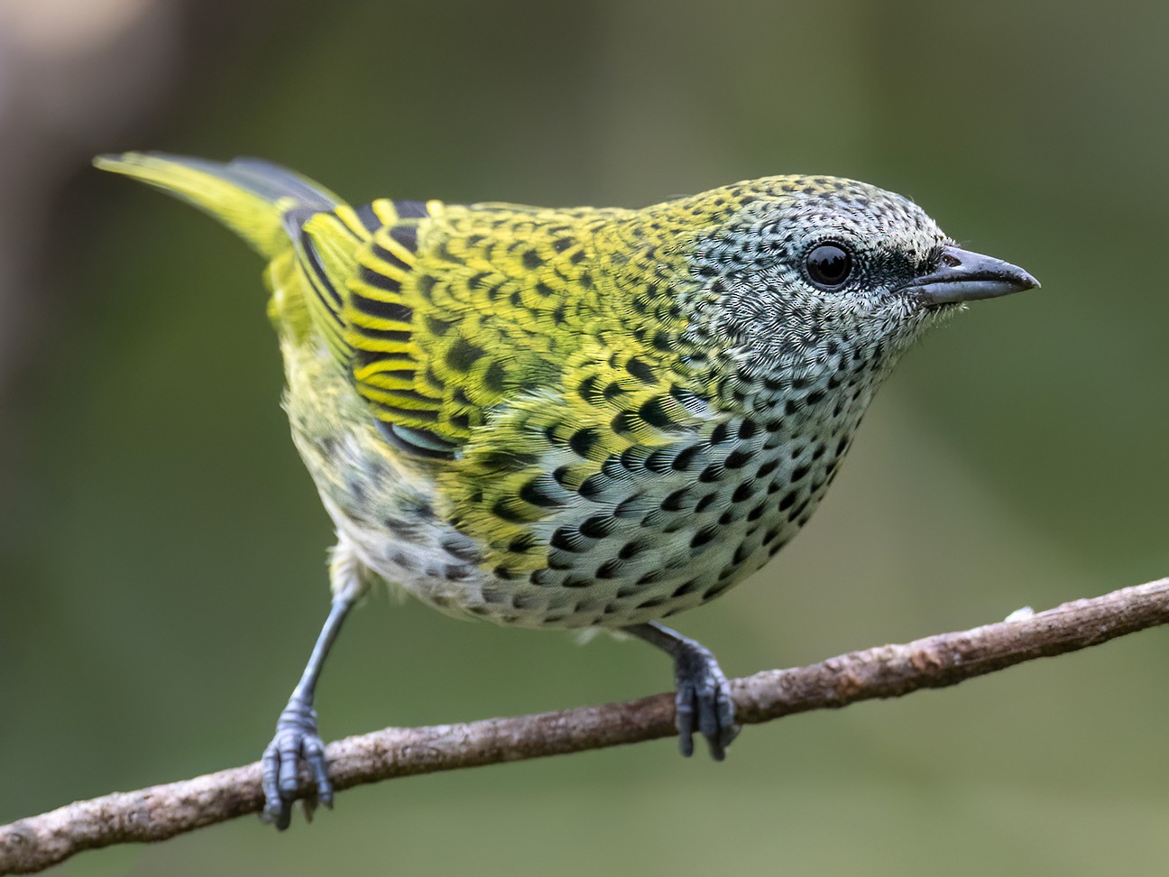 Spotted Tanager - Andres Vasquez Noboa