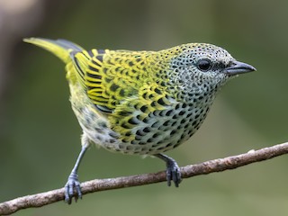  - Spotted Tanager