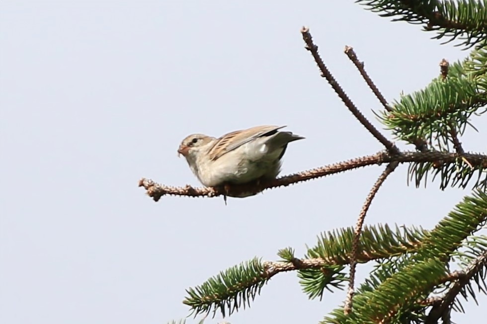 Field Sparrow - ML608819550