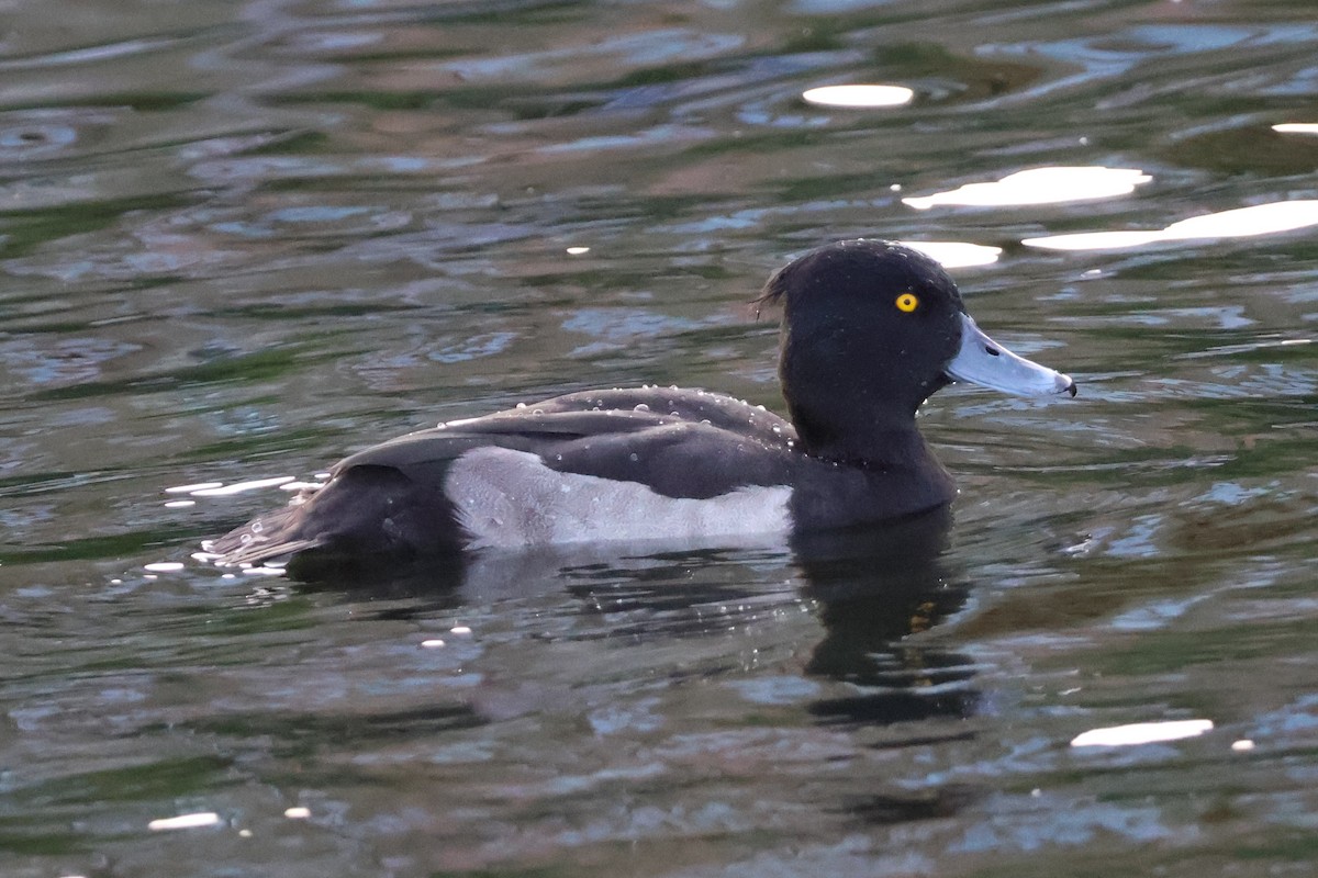 Tufted Duck - ML608819584