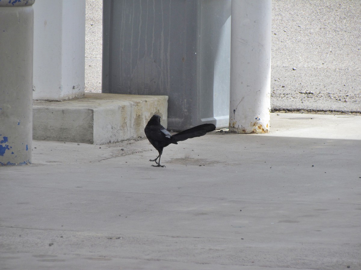 Great-tailed Grackle - ML608819840