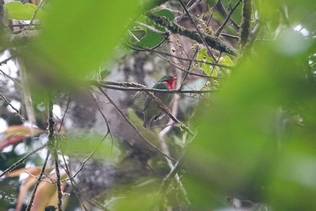 Fiery-throated Fruiteater - Daniel Pacheco Osorio