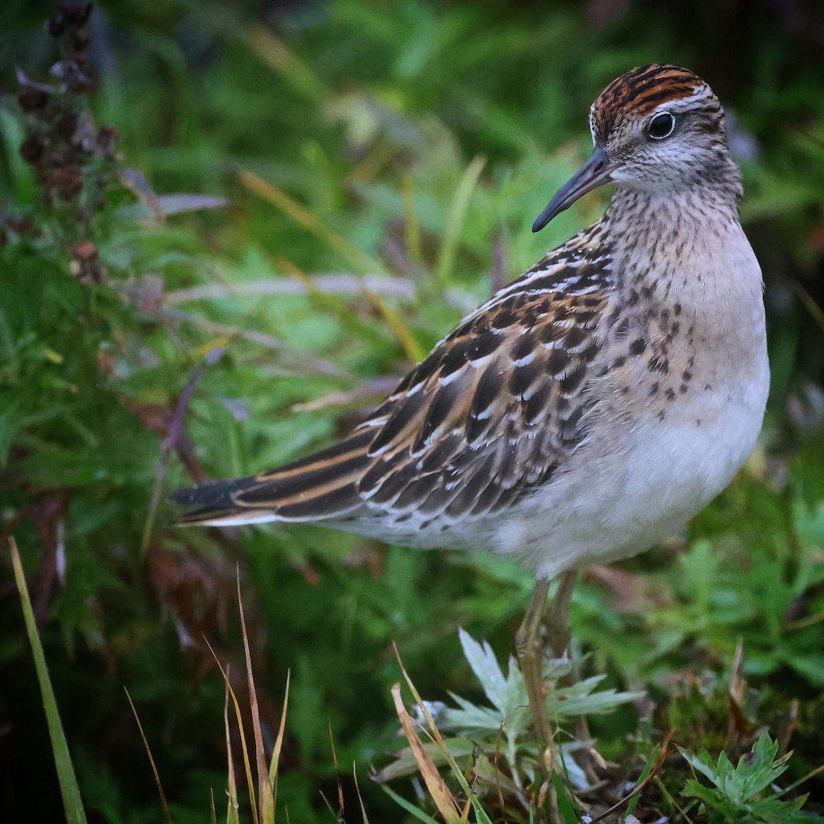 eBird Checklist 4 Sep 2023 Gambell (general area) 19 species