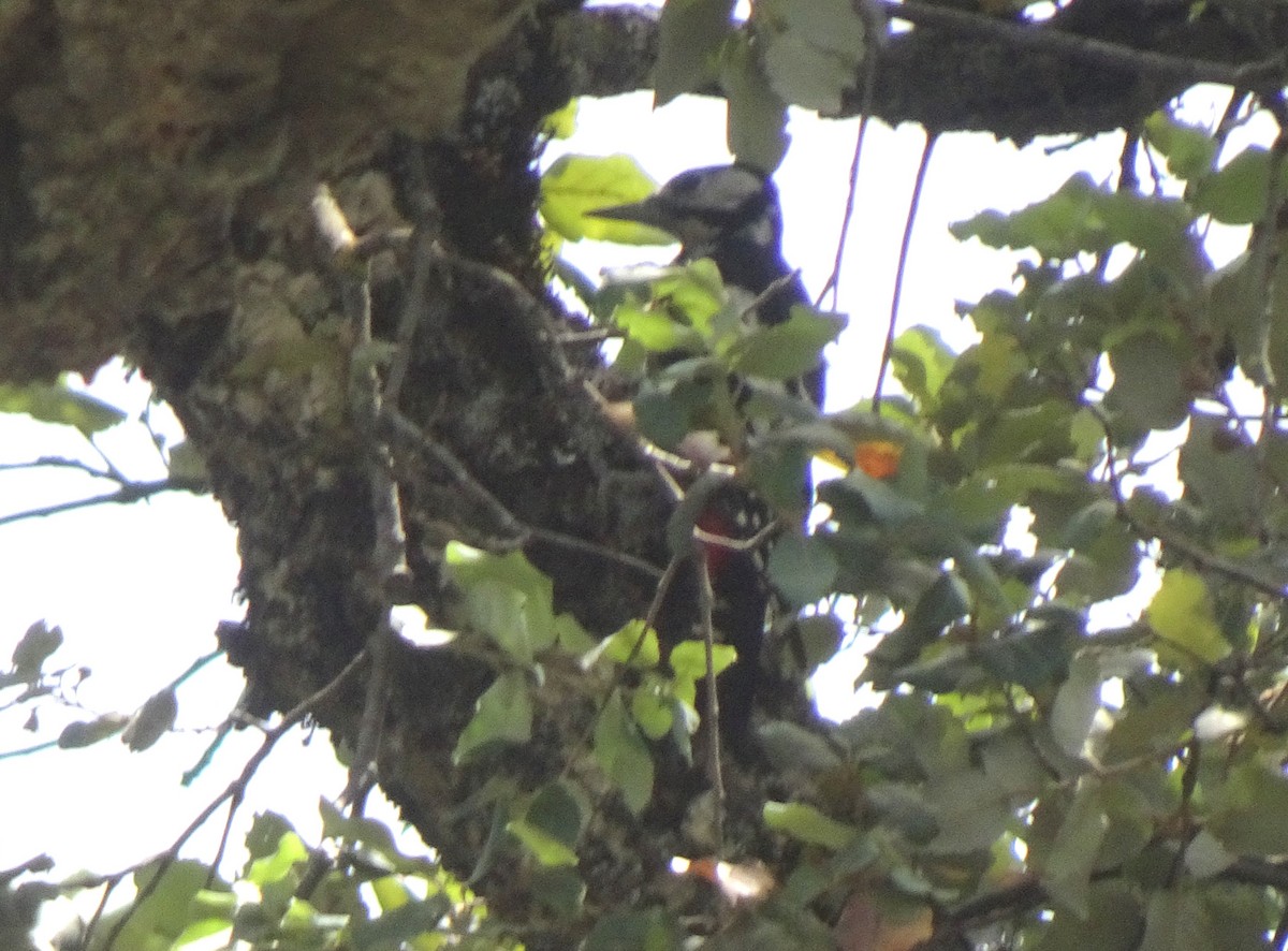 Great Spotted Woodpecker - ML608819908