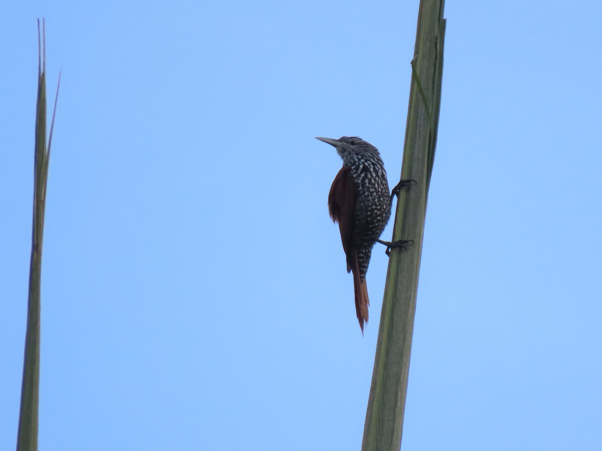 Point-tailed Palmcreeper - ML608820553