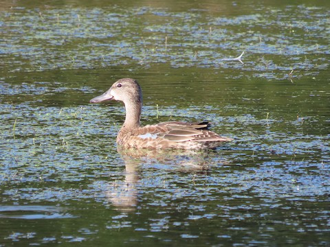 Blue-winged Teal - Ruth Bergstrom