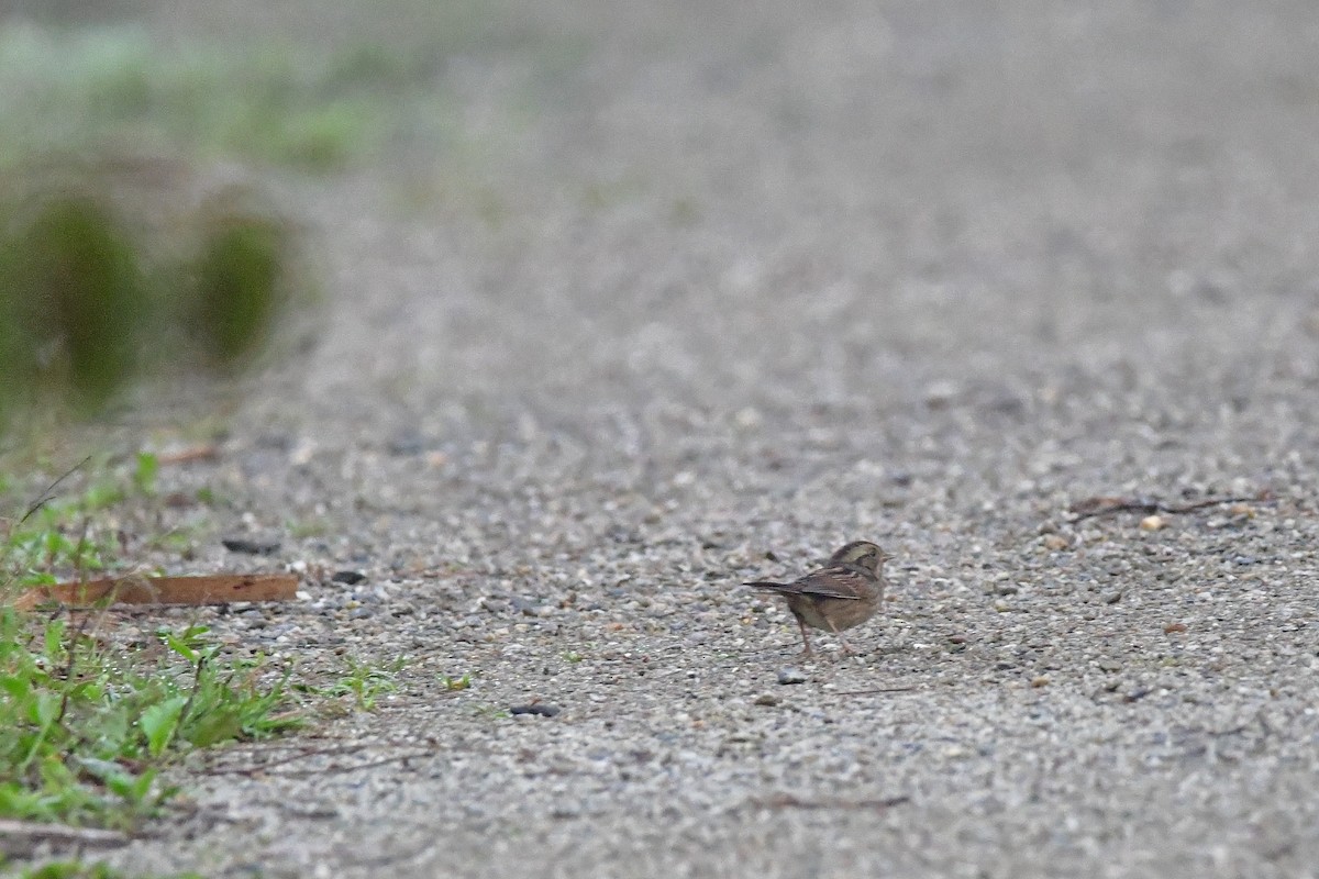 Swamp Sparrow - ML608821002