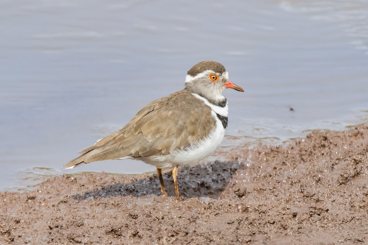 Three-banded Plover - ML608821247