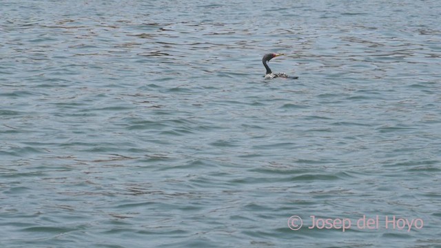 Red-legged Cormorant - ML608821350