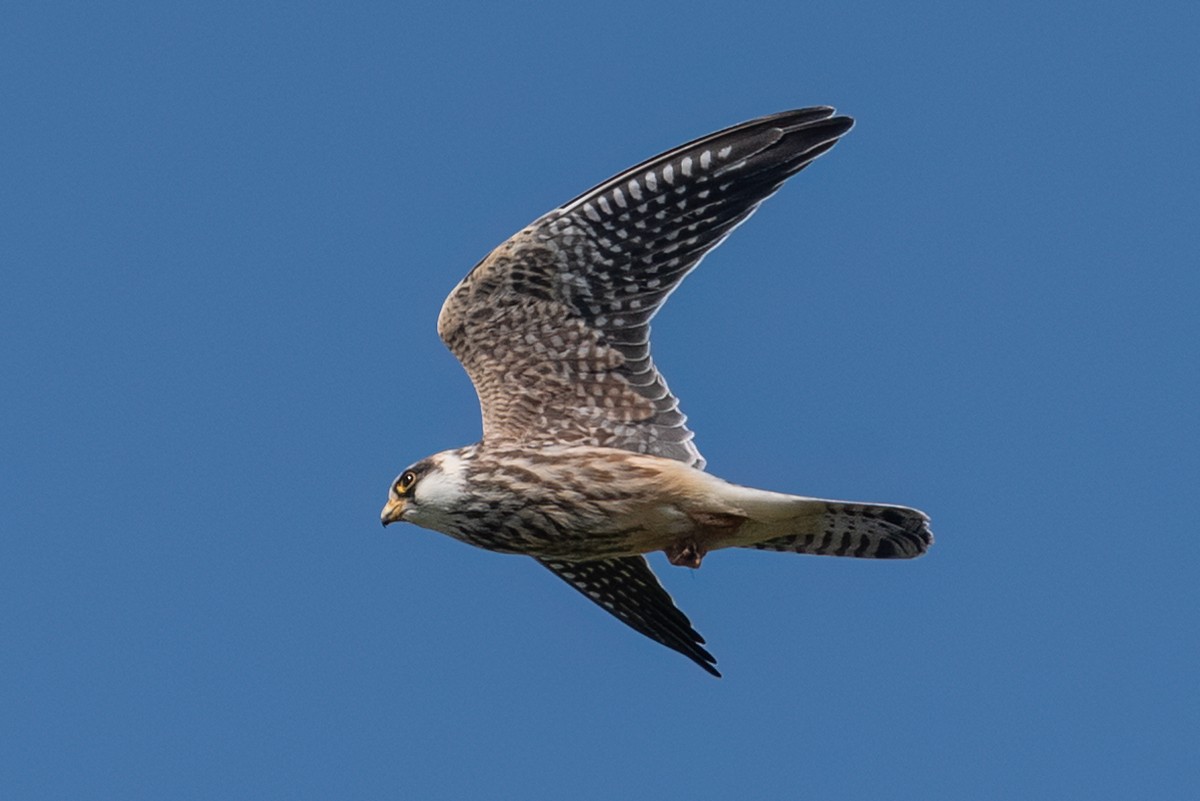 Red-footed Falcon - ML608821464