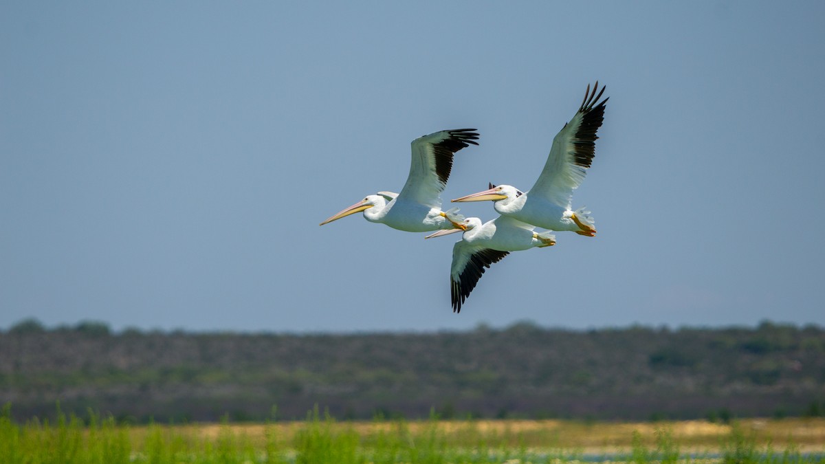 pelikán severoamerický - ML608821659