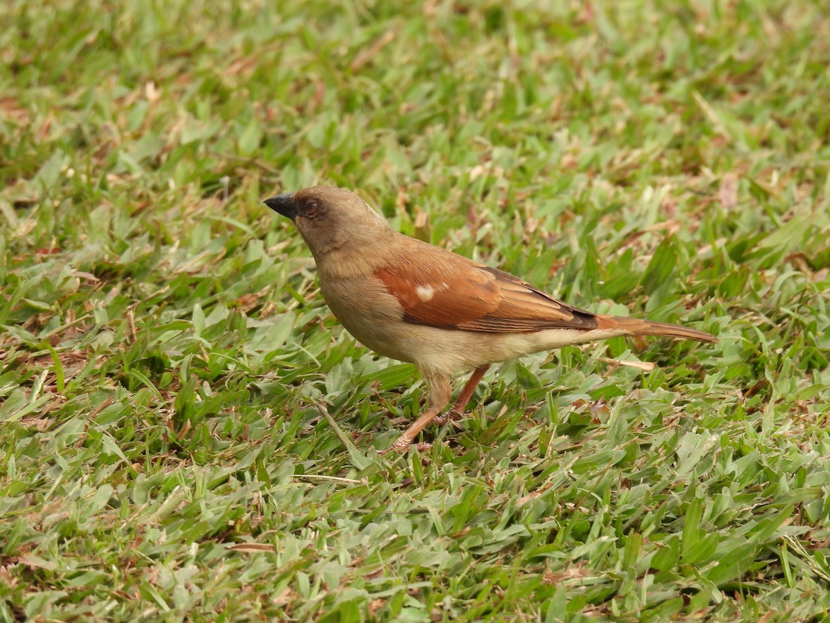 Northern Gray-headed Sparrow - ML608821664