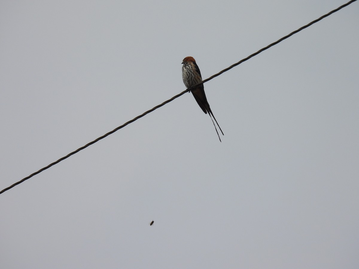 Lesser Striped Swallow - ML608821752