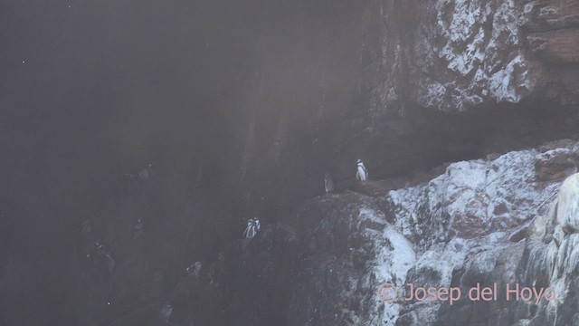 tučňák Humboldtův - ML608822046