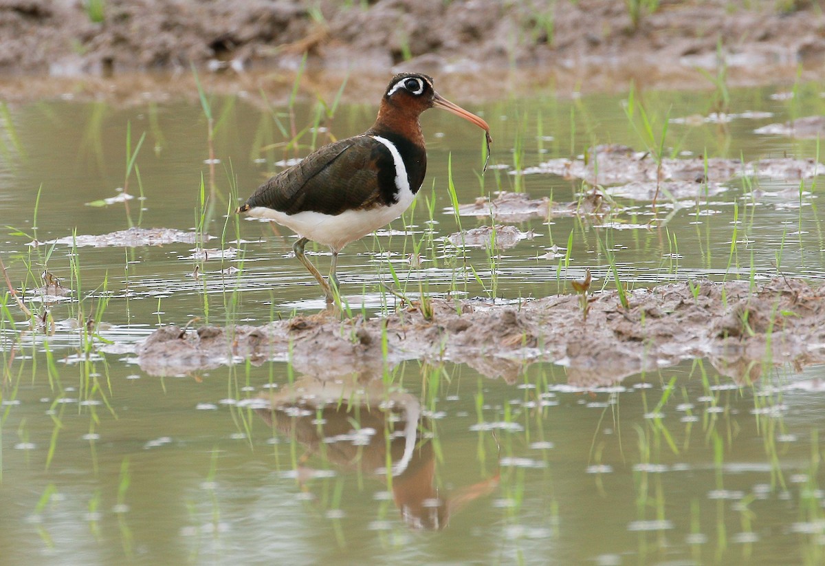Greater Painted-Snipe - Neoh Hor Kee