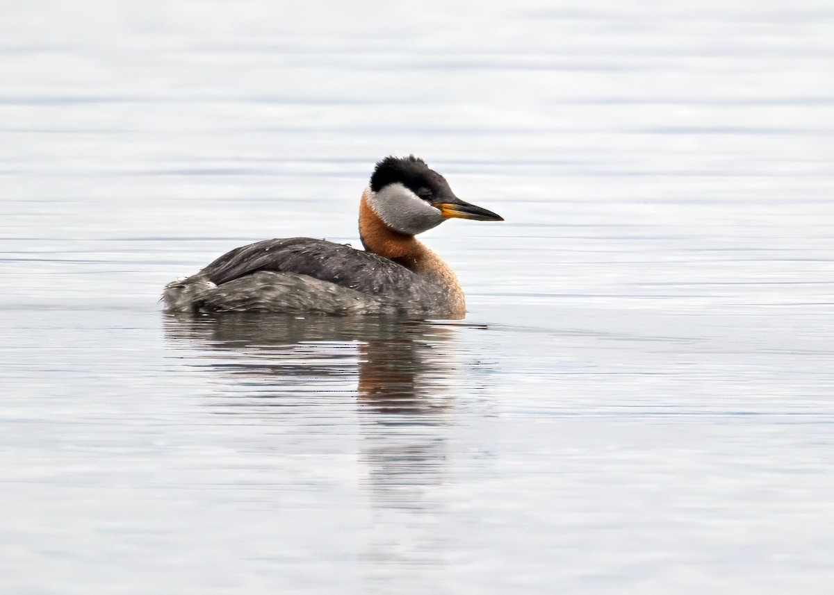 Red-necked Grebe - ML608822435