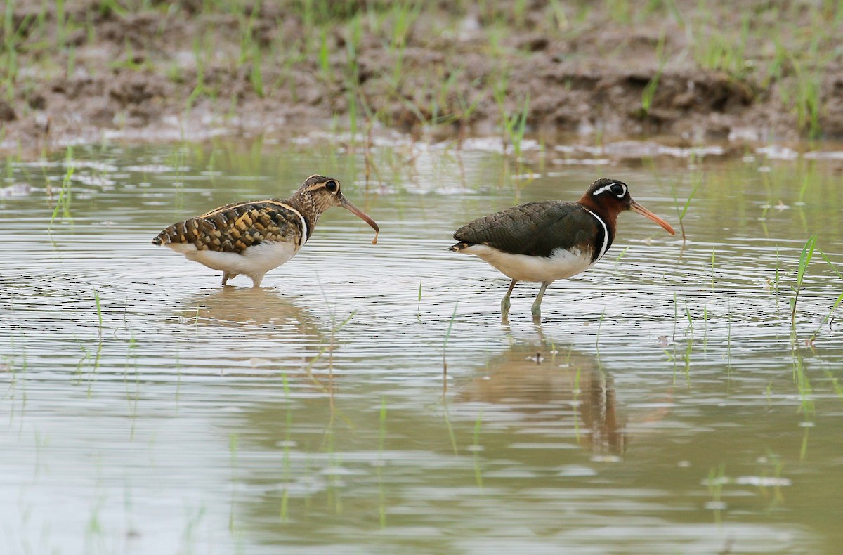 Greater Painted-Snipe - ML60882261