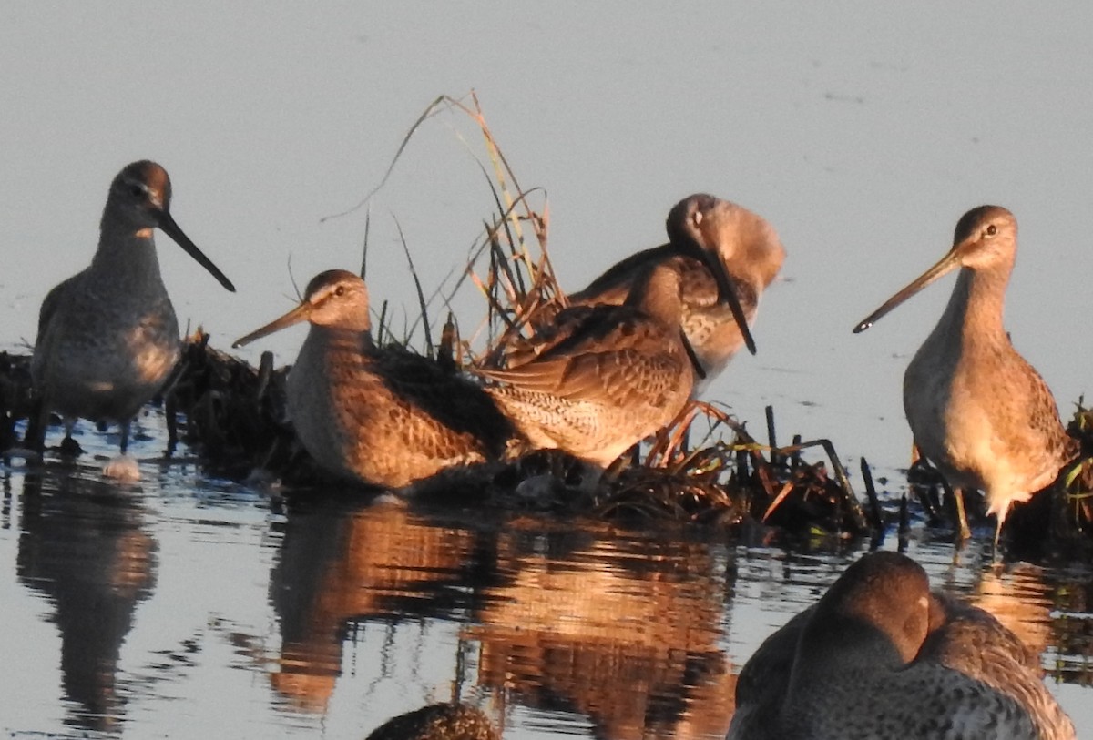 Long-billed Dowitcher - ML608823006