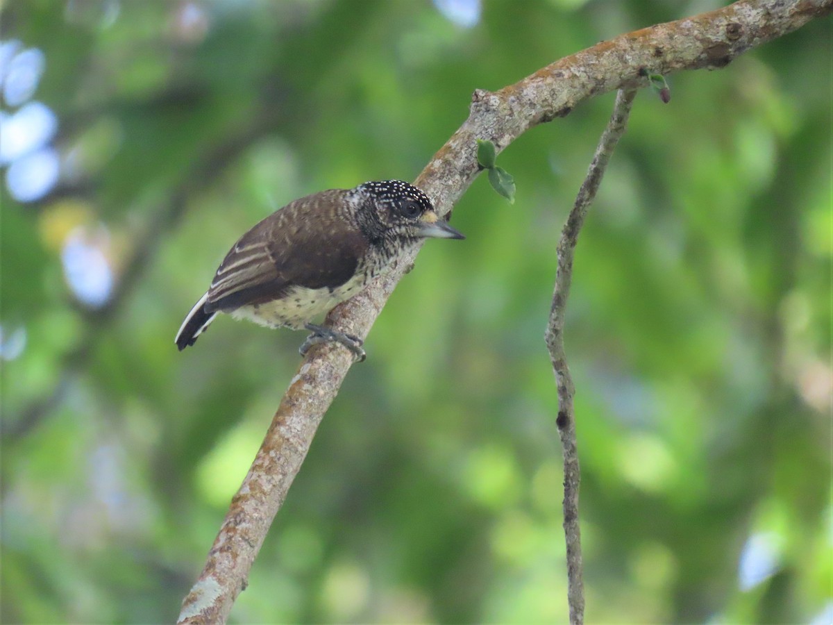 White-bellied Piculet (White-bellied) - ML608823243