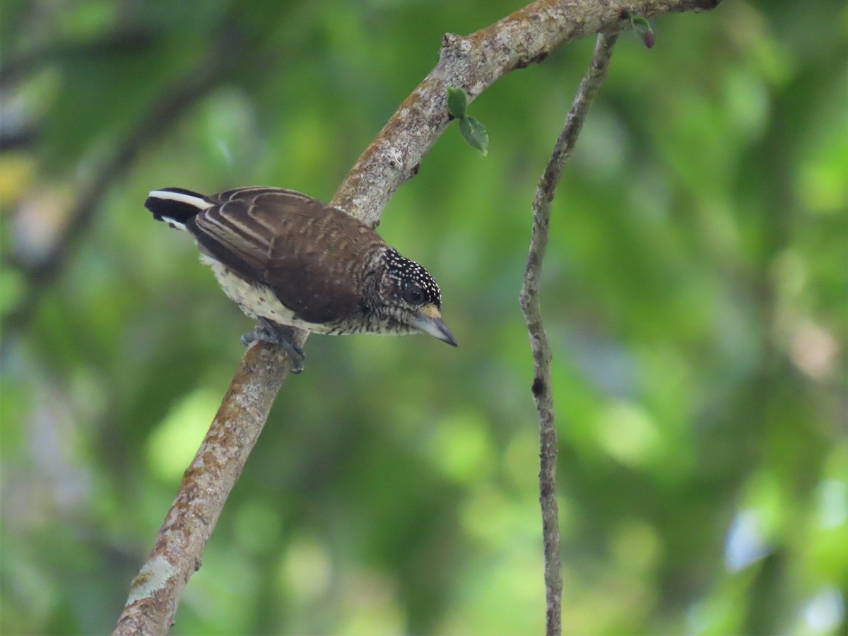 White-bellied Piculet (White-bellied) - ML608823244