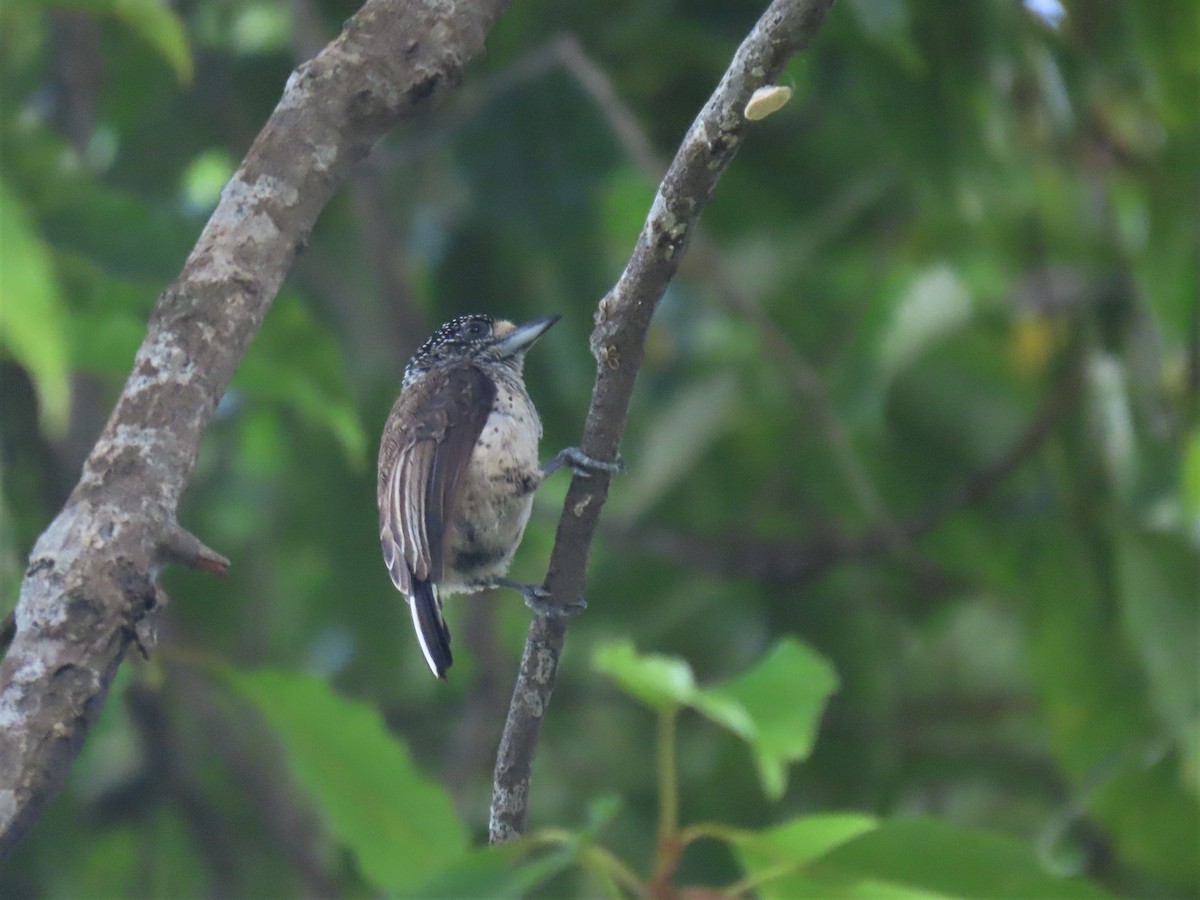 White-bellied Piculet (White-bellied) - ML608823249